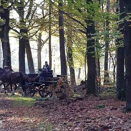 샬레 De Blauwe Reiger Mooi Dubbel In De Veluwse Bossen