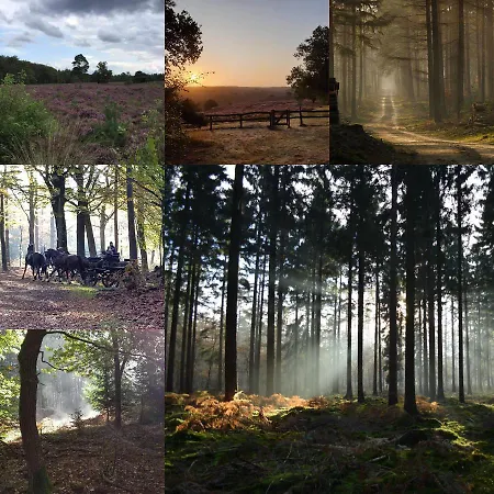 De Blauwe Reiger Mooi Dubbel In De Veluwse Bossen Putten