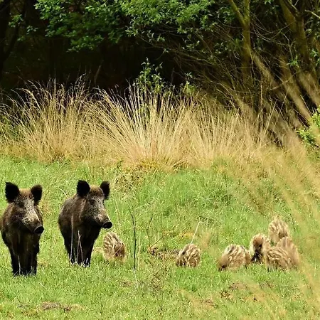Chalet De Blauwe Reiger Mooi Dubbel In De Veluwse Bossen Putten