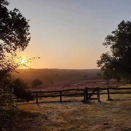 De Blauwe Reiger Mooi Dubbel In De Veluwse Bossen * Putten