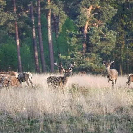 샬레 De Blauwe Reiger Mooi Dubbel In De Veluwse Bossen *