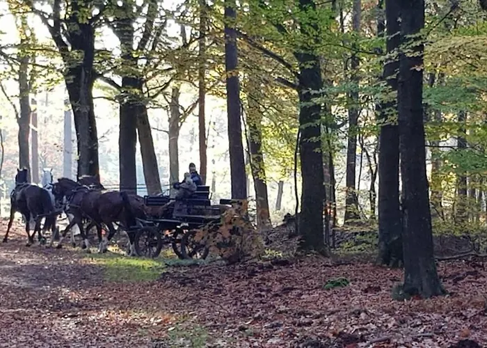 Chalet De Blauwe Reiger Mooi Dubbel In De Veluwse Bossen