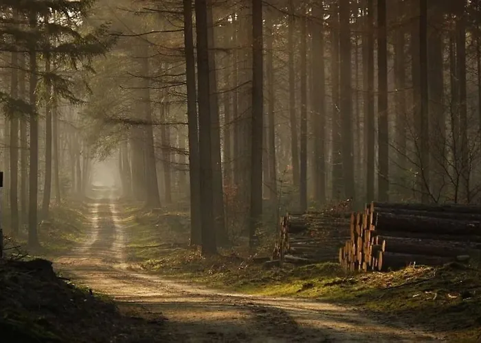 Шале De Blauwe Reiger Mooi Dubbel In De Veluwse Bossen