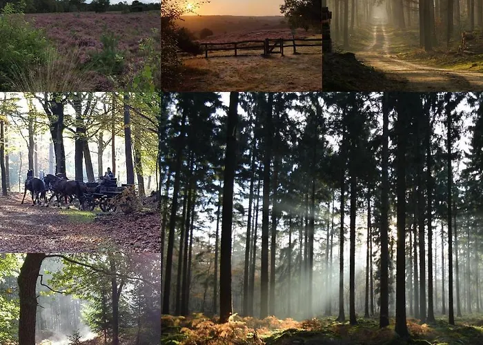 De Blauwe Reiger Mooi Dubbel In De Veluwse Bossen Пюттен