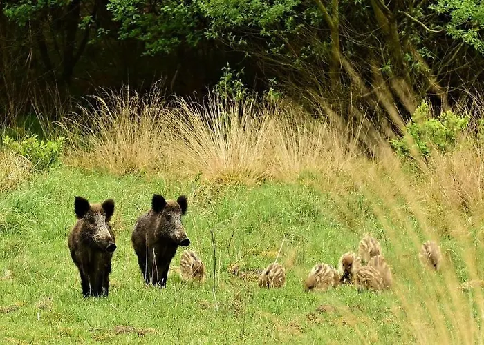 Chalet De Blauwe Reiger Mooi Dubbel In De Veluwse Bossen Putten