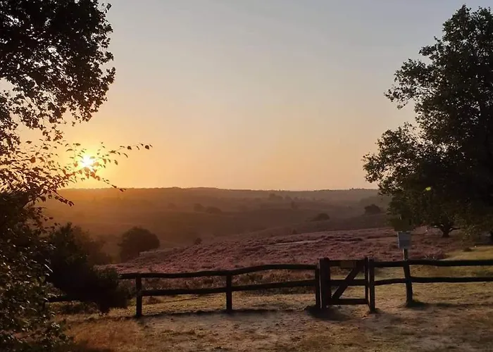 De Blauwe Reiger Mooi Dubbel In De Veluwse Bossen * بوتِنْ