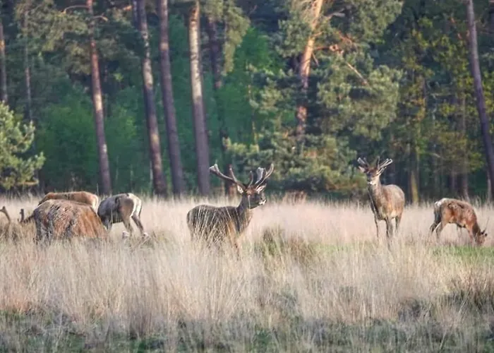 Шале De Blauwe Reiger Mooi Dubbel In De Veluwse Bossen *
