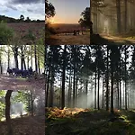 De Blauwe Reiger Mooi Dubbel In De Veluwse Bossen Пюттен
