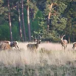 Шале De Blauwe Reiger Mooi Dubbel In De Veluwse Bossen *