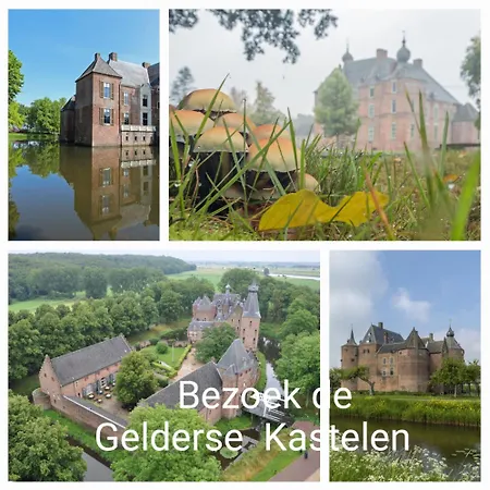De Blauwe Reiger Mooi Dubbel In De Veluwse Bossen Пюттен
